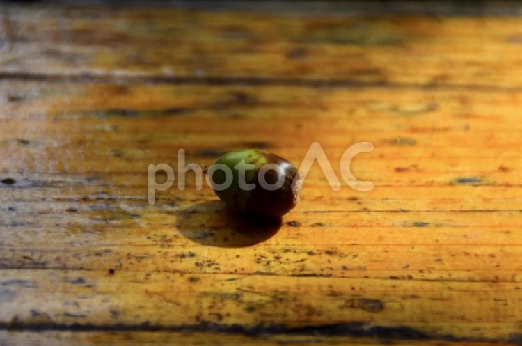 どんぐり1 どんぐり,ドングリ,影の写真素材