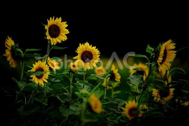 ※＜五島の風景＞暗い夜明けのひまわり畑 ひまわり,夏,花の写真素材