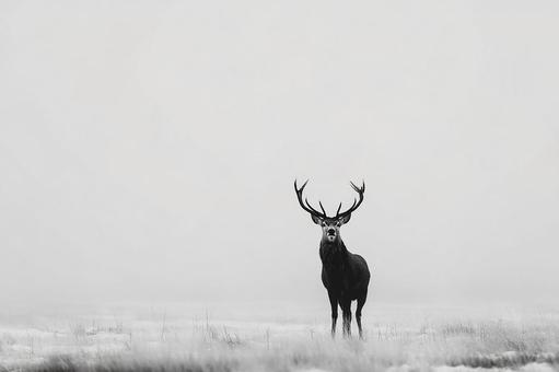 鹿の角が際立つ幻想的な風景 鹿の角が際立つ幻想的な風景の写真