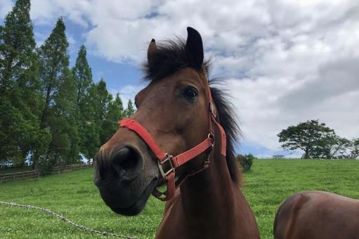馬 馬,牧場,空の写真素材