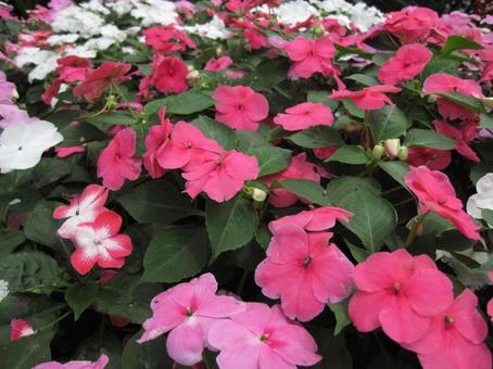 Photo, a flower, impatiens, poor, 