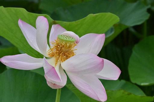 蓮の花 蓮の花 蓮,ハス,花の写真素材