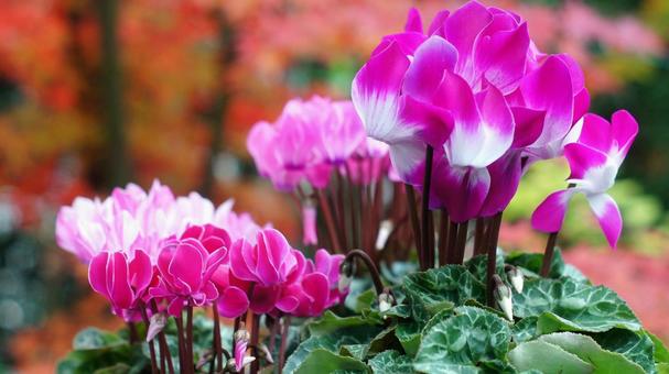 シクラメン-167 シクラメン,ガーデンシクラメン,ピンクの写真素材