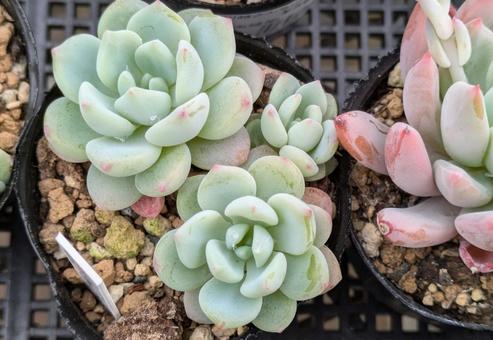 花のような多肉植物 花のような多肉植物の写真