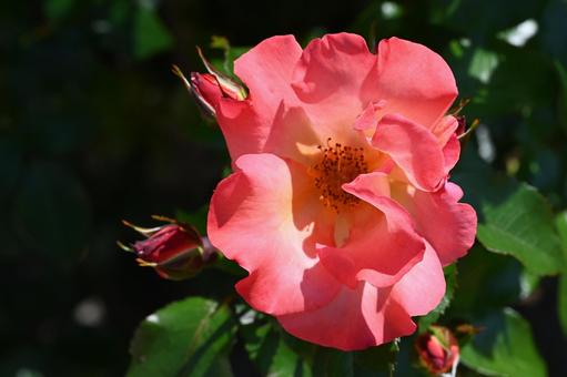 Red roses taken at Maebashi Rose Garden, JPG Red roses taken at Maebashi Rose Garden, JPG