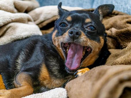 あくびする小型犬・チワワ・ミニピン あくびする小型犬・チワワ・ミニピン 犬,わんこ,ペットの写真素材