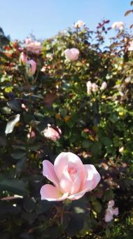 薔薇 薔薇の写真