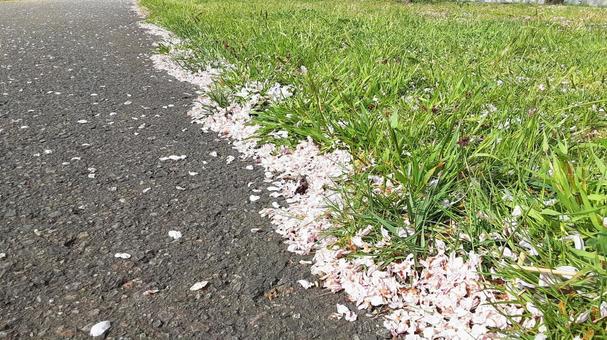 地面に残る桜の花びら・2 地面に残る桜の花びら・2の写真