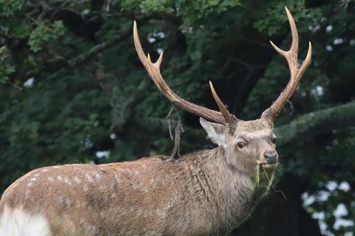 エゾシカ 哺乳類,北海道,野生動物の写真素材