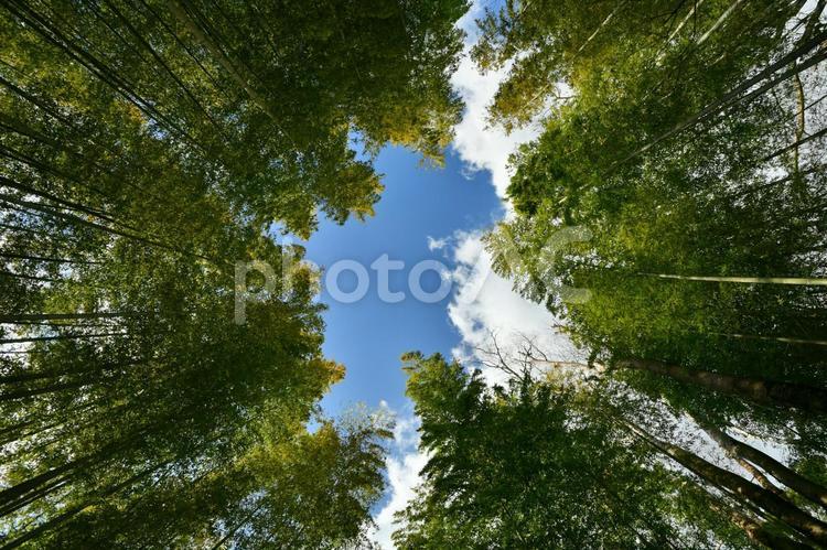 風景　竹林の小径から見上げた青空 風景,竹林,竹林の小径の写真素材