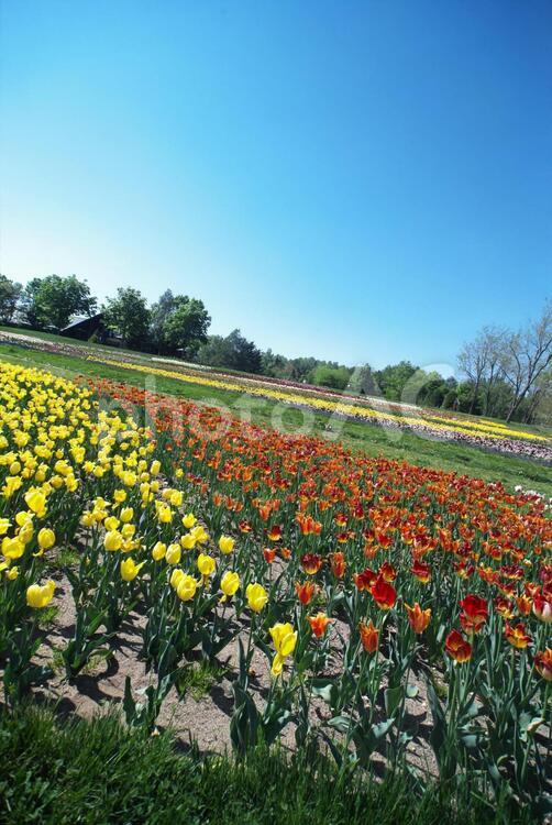 滝野すずらん丘陵公園のチューリップ畑 チューリップ,滝野すずらん,観光名所の写真素材