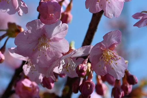 道の駅妙義にある河津桜の花 道の駅妙義にある河津桜の花の写真