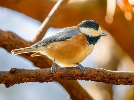 枝にとまるヤマガラ 枝にとまるヤマガラ ヤマガラ,野鳥,鳥の写真素材