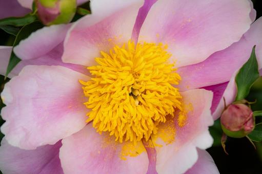 シャクヤク⑽ 春,花,シャクヤクの写真素材