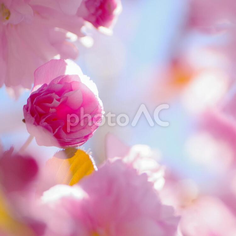 鮮やかなピンクの桜 桜,花,ピンクの写真素材