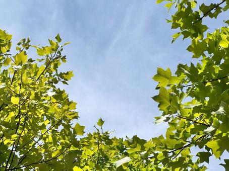 ユリノキと夏空2 ユリノキと夏空2の写真