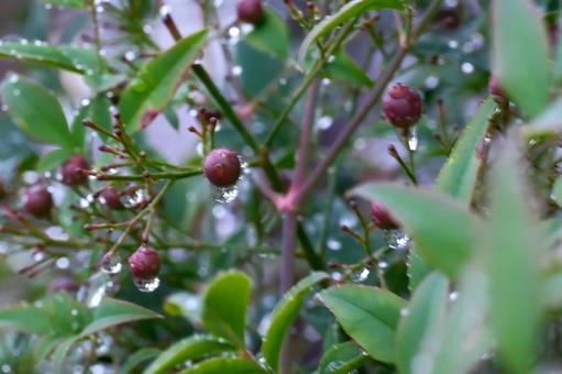 雨上がりの南天の実 雨上がりの南天の実の写真