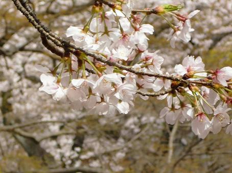 Cherry blossom blur background-9, JPG
