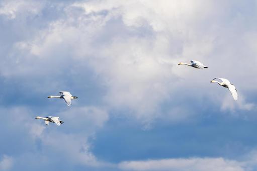 オオハクチョウ(36) 鳥,オオハクチョウ,ハクチョウの写真素材