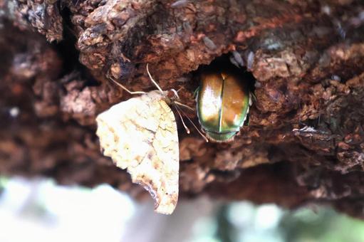 Photo, canaven, neope niphonica, sap, 