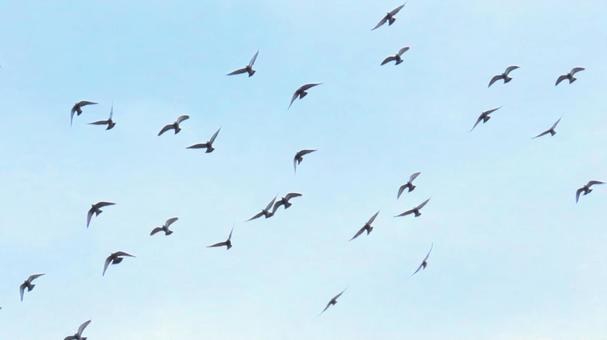 鳩の群れ 鳩の群れ 鳩,群れ,大群の写真素材