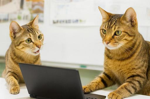 OJTをするネコ OJTをするネコの写真