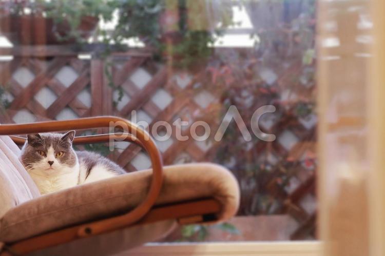ソファーから見つめる可愛い猫 猫,ねこ,ネコの写真素材