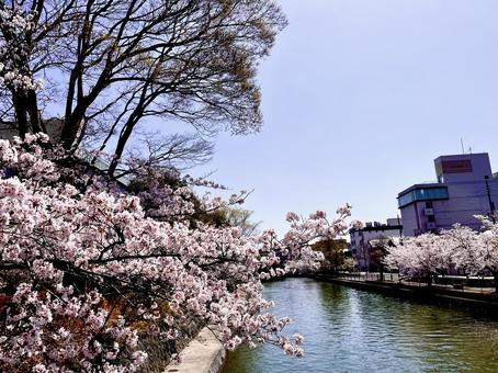 Spring in Kyoto, JPG Spring in Kyoto, JPG
