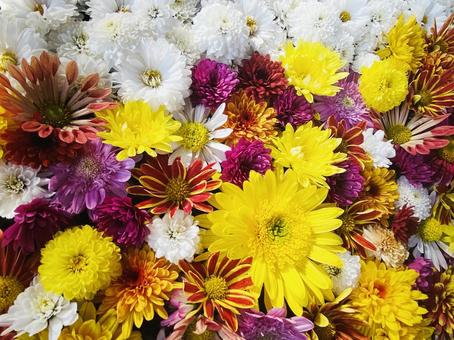 菊の宴・その1 色とりどり,浮かんでいる,菊の写真素材