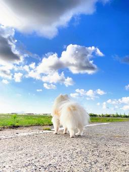 ポメラニアン かわいい,ペット,後ろ姿の写真素材