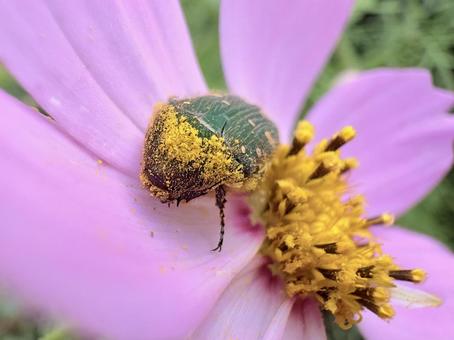 花粉だらけのコアオハナムグリ 02 花粉だらけのコアオハナムグリ 02の写真