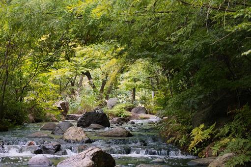 木漏れ日が差す緑の森の清らかな渓流 木漏れ日が差す緑の森の清らかな渓流 渓流,川,小川の写真素材