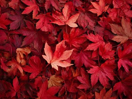 地面を覆う鮮やかな赤い紅葉 地面を覆う鮮やかな赤い紅葉の写真