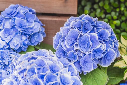 紫陽花 紫陽花,花,植物の写真素材