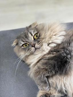 上を見つめている猫 猫,スコティッシュフォールド,ペットの写真素材