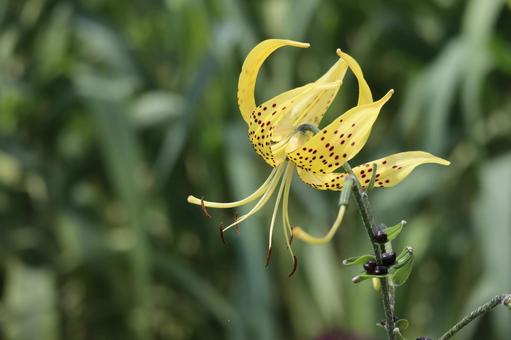 黄色の花びらのオウゴンオニユリの花 黄色の花びらのオウゴンオニユリの花の写真