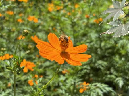 Yellow cosmos and insects, JPG