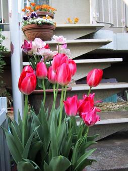 チューリップ チューリップの写真