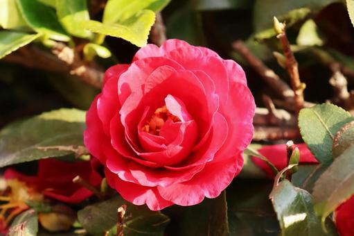 寒椿２６の写真