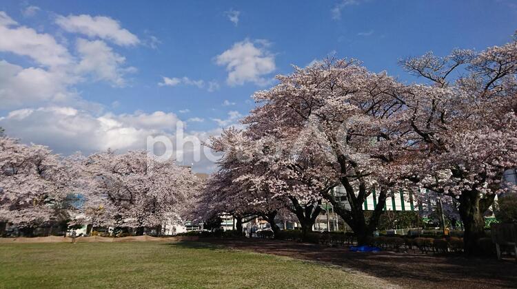公園の桜 公園,春,桜の写真素材