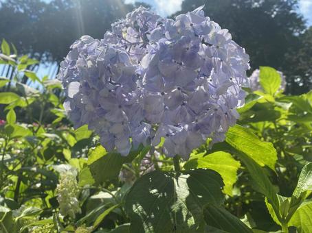紫陽花 紫陽花の写真