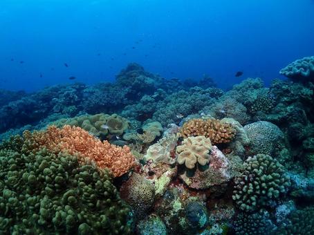 沖縄の海 水中写真,海,海の中の写真素材