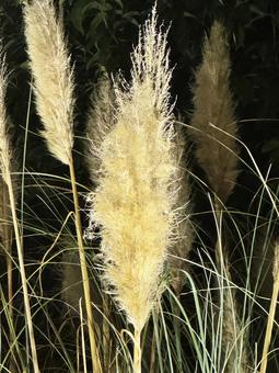 初冬の情景 初冬の情景,初冬,花壇の写真素材