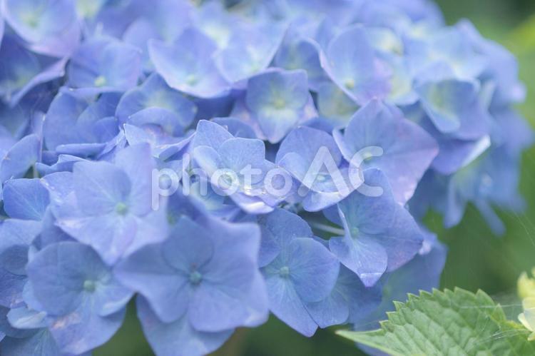 水色のアジサイの花のアップ アジサイ,鮮やか,６月の写真素材
