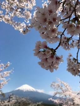 春空に映える富士山と桜並木 春空に映える富士山と桜並木の写真