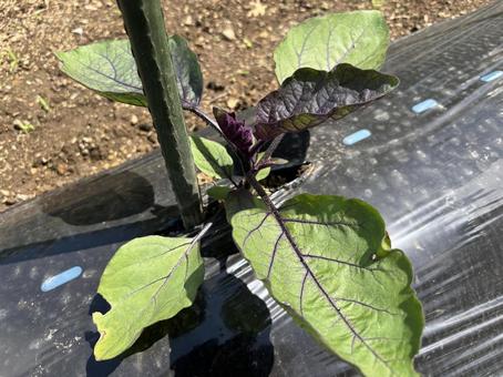Eggplant seedlings in the field, JPG Eggplant seedlings in the field, JPG