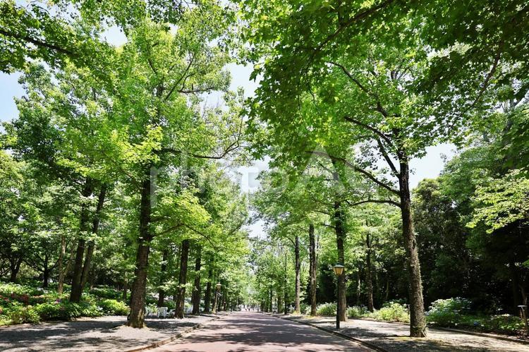 新緑の並木道 並木,並木道,初夏の写真素材