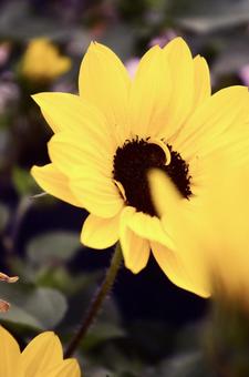 ひまわりの写真