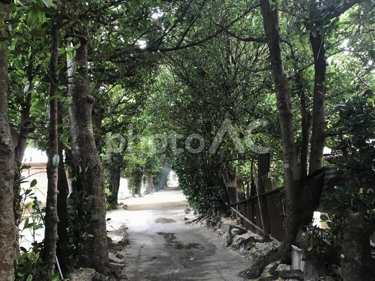 ケヤキ並木 ケヤキ並木 沖縄,ケヤキ,並木の写真素材