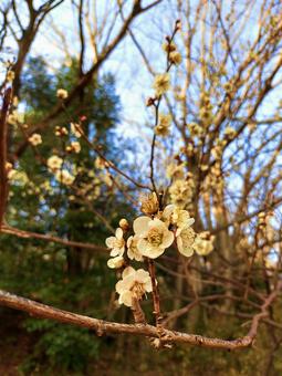 梅の花のアップ 梅の花のアップの写真